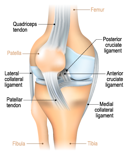 Knee Anatomy